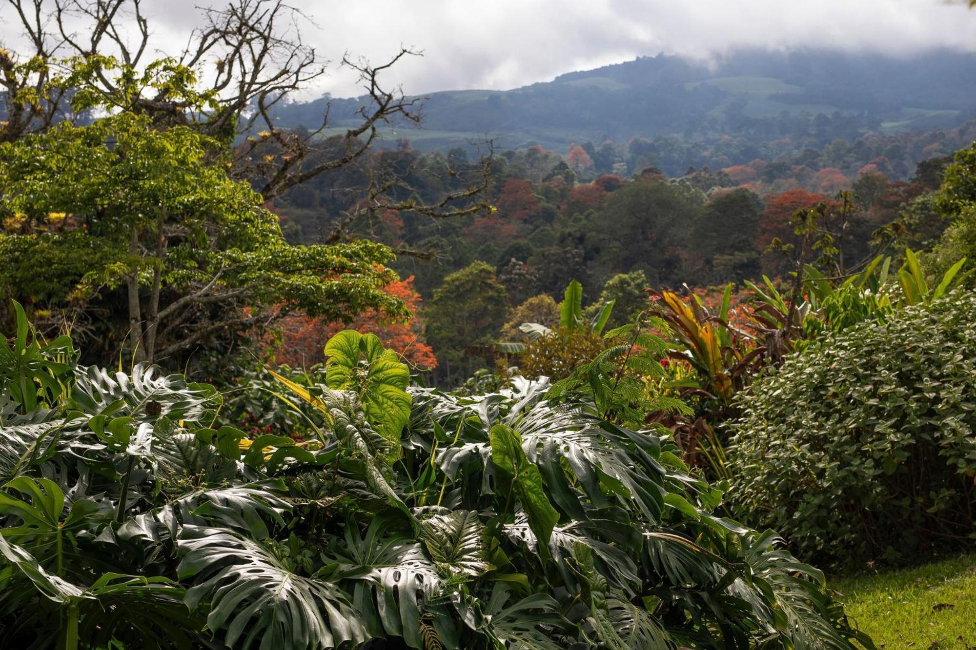 Bed and Breakfast Aquiares Coffee Farm Casa Hacienda La Esperanza Turrialba Exterior foto