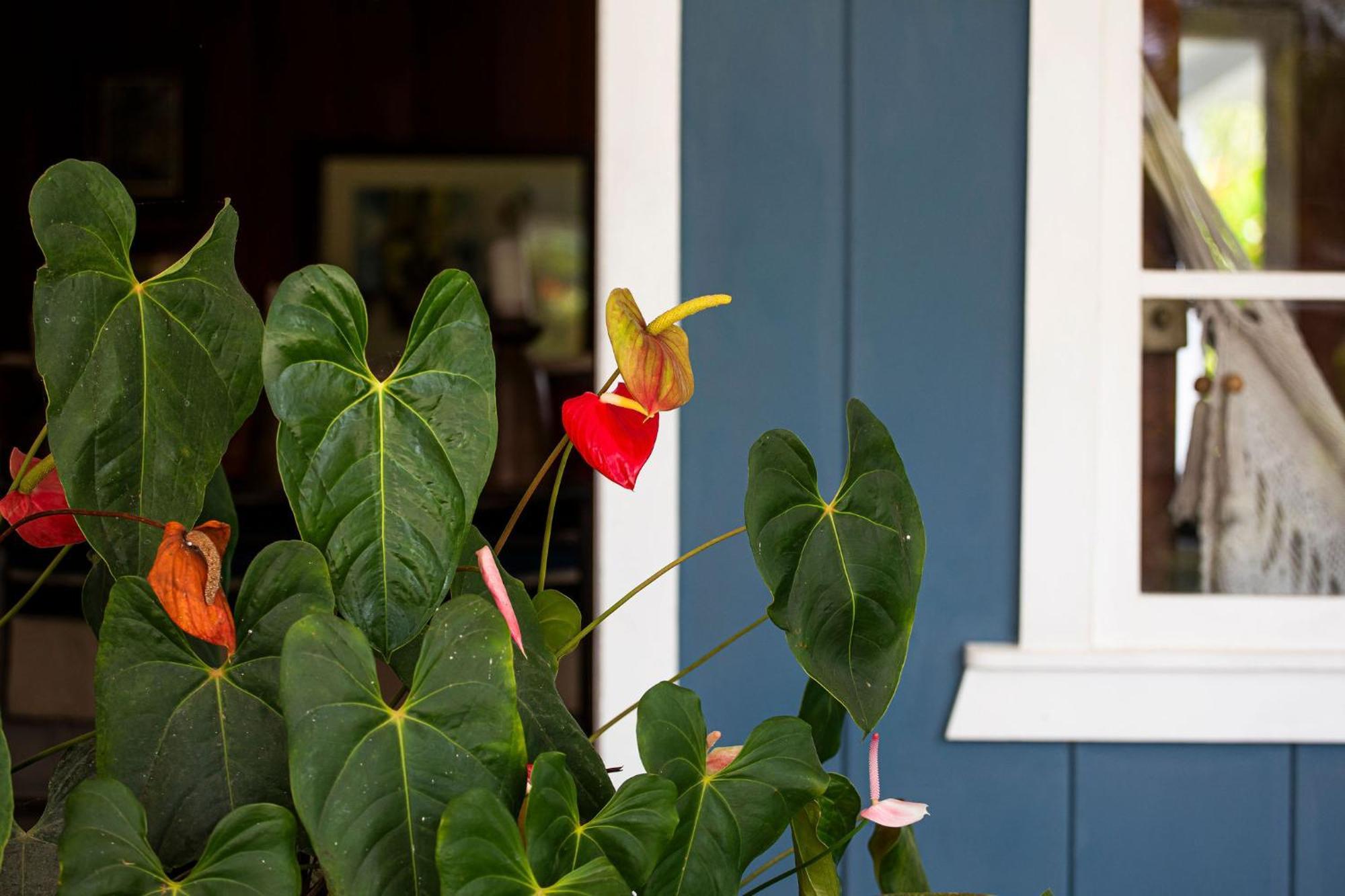 Bed and Breakfast Aquiares Coffee Farm Casa Hacienda La Esperanza Turrialba Exterior foto